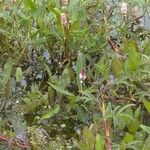 Persicaria amphibia Blüte