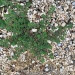 Euphorbia prostrata List