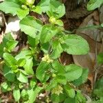 Acanthospermum australe Hábitos