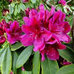 Rhododendron catawbiense Kukka