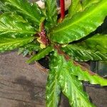 Calathea rufibarba FenzlList