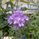 Phacelia tanacetifoliaKvet