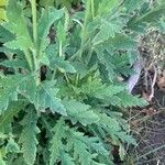 Papaver atlanticum Foglia