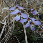 Viola pedata Habit