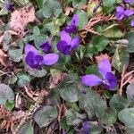 Viola odorata Flower