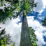 Pseudotsuga menziesii ശീലം