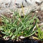 Poa alpina موطن