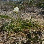 Allium subvillosum برگ
