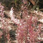 Corallorhiza mertensiana Цвят