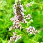 Mentha spicataFlower