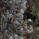 Eriogonum crocatum Costuma