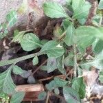 Cyanthillium cinereum Hoja