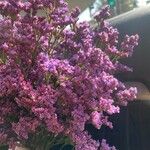 Limonium vulgareFlower