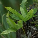 Phlebodium aureum Habitatea