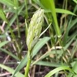 Carex deweyana Kvet