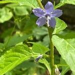 Campanulastrum americanum Fleur