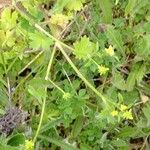 Ranunculus parviflorus Natur