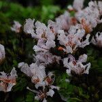 Tessmannia anomala Flor