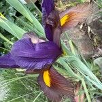 Iris spuria Flower