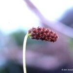 Bulbophyllum atrorubens Fruit