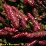 Salicornia procumbens Плід