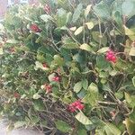 Skimmia japonicaΣυνήθη χαρακτηριστικά