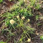 Cyperus niveus 花