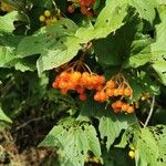 Viburnum trilobumFruit