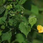 Abutilon indicum Ліст