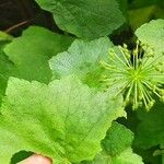 Centella asiatica Blad