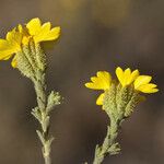 Holocarpha heermannii Flor