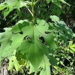 Montanoa hibiscifolia Frunză