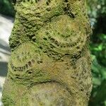 Cyathea arborea Corteza