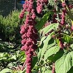 Amaranthus caudatus Blüte