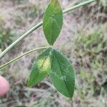 Trifolium vesiculosum Deilen