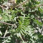 Oxytropis campestris Blad