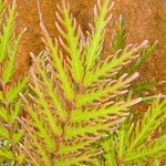 Myodocarpus fraxinifolius Hábito