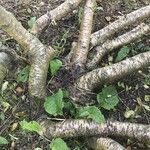 Betula medwediewii Corteza