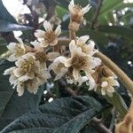 Eriobotrya japonica 花