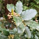 Ilex meserveae Blatt