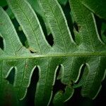 Pteris linearis Leaf