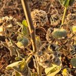 Abutilon pannosum Fruit