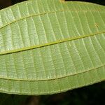 Miconia affinis Leaf