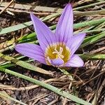 Romulea fischeri Flower