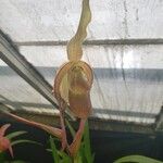 Phragmipedium sargentianum