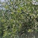 Salvadora persica موطن