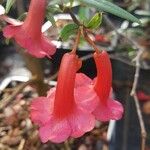Rhododendron rarum