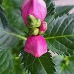 Chelone obliqua Flower