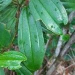 Miconia ciliata Blad