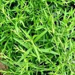 Symphyotrichum pilosum 形態